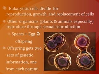 Eukaryotic cells divide  for reproduction, growth, and replacement of cells Other organisms (plants & animals especially) reproduce through sexual reproduction Sperm + Egg         offspring Offspring gets two     sets of genetic    information, one    from each parent