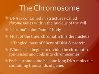 The ChromosomeDNA is contained in structures called chromosomes within the nucleus of the cell “chroma” color, “soma” body Most of the time, chromatin fills the nucleusTangled mass of fibers of DNA & protein  When a cell begins to divide, the chromatin condenses and coils into chromosomesEach chromosome has one long DNA molecule containing thousands of genes