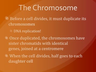 The ChromosomeBefore a cell divides, it must duplicate its chromosomes DNA replication! Once duplicated, the chromosomes have sister chromatids with identical genes, joined at a centromere When the cell divides, half goes to each daughter cell