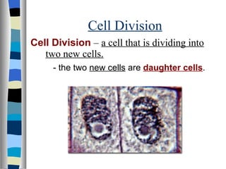Cell Division | PPT