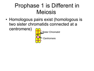 Prophase 1 is Different in Meiosis  ,[object Object],Sister Chromatid Centromere 