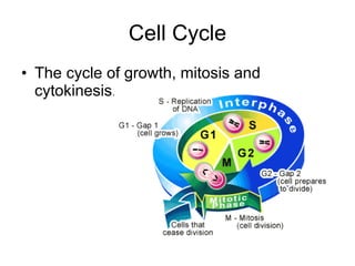 Cell Cycle ,[object Object]