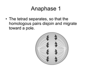 Anaphase 1 ,[object Object]
