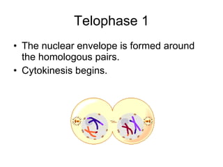 Telophase 1 ,[object Object],[object Object]