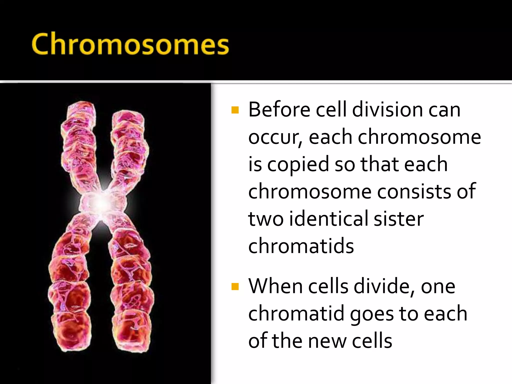 ChromosomesBefore cell division can occur, each chromosome is copied so that each chromosome consists of two identical sister chromatidsWhen cells divide, one chromatid goes to each of the new cells