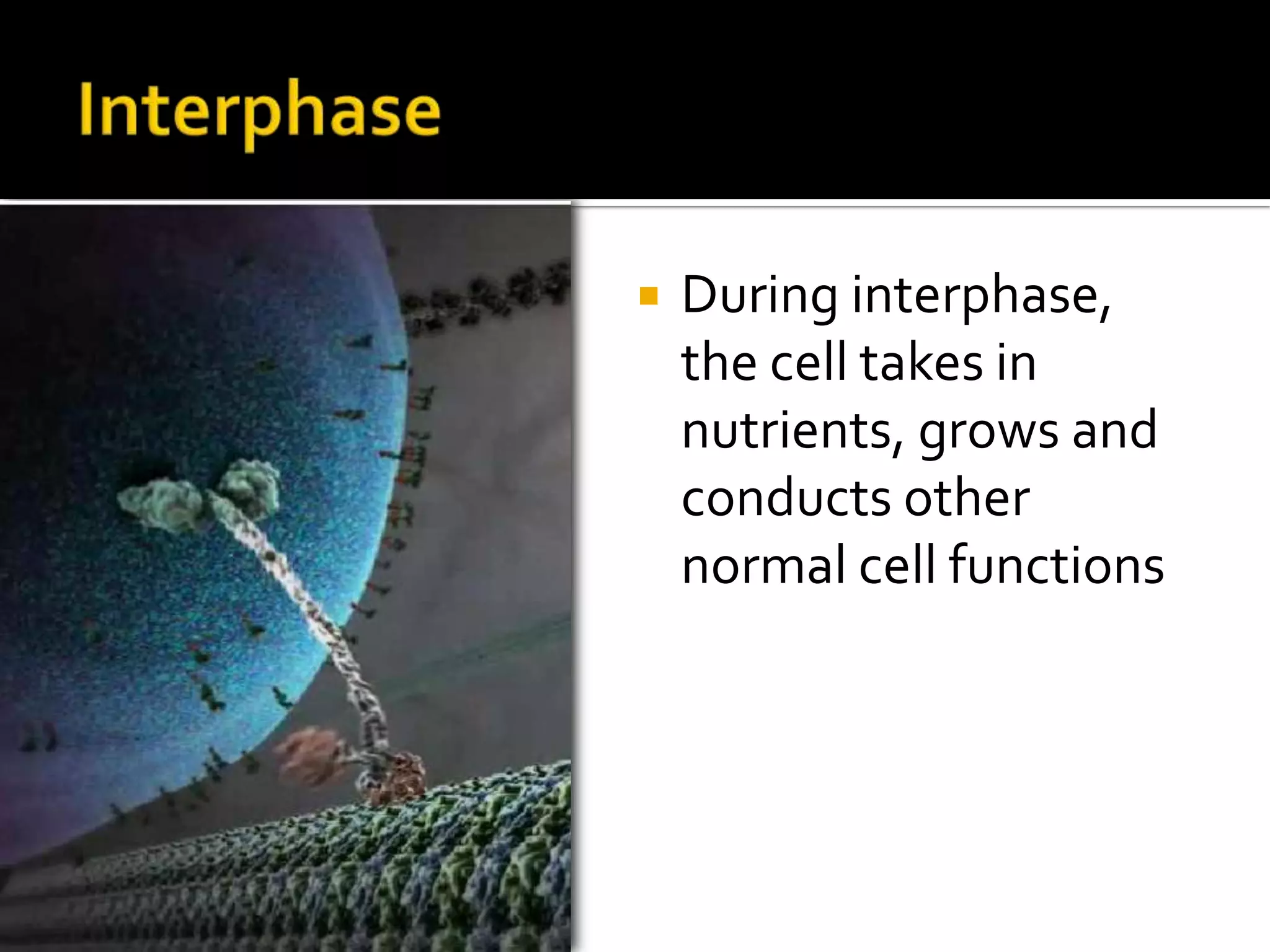 G1 Phase – Cell growth
