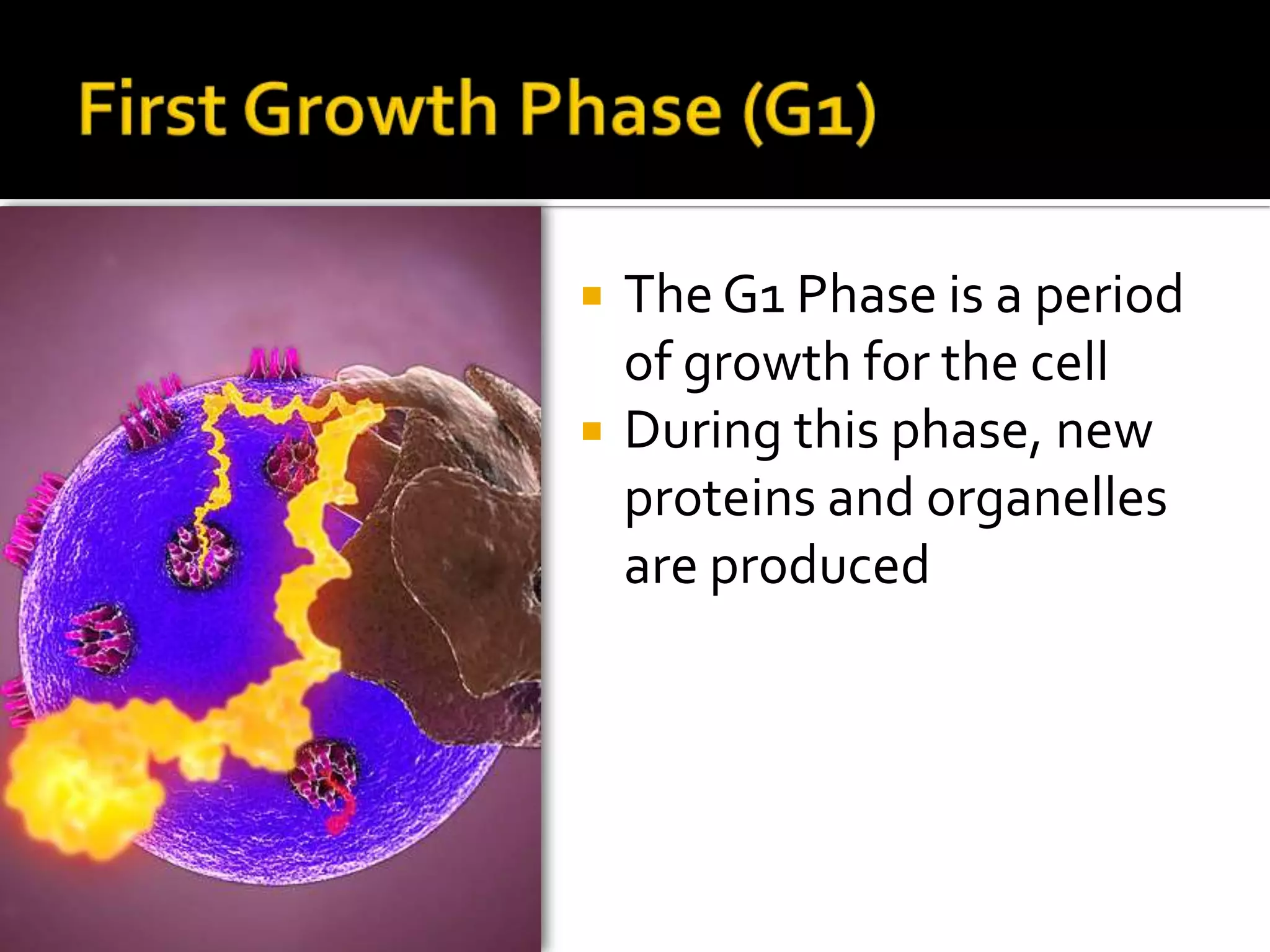 S Phase – DNA Replication