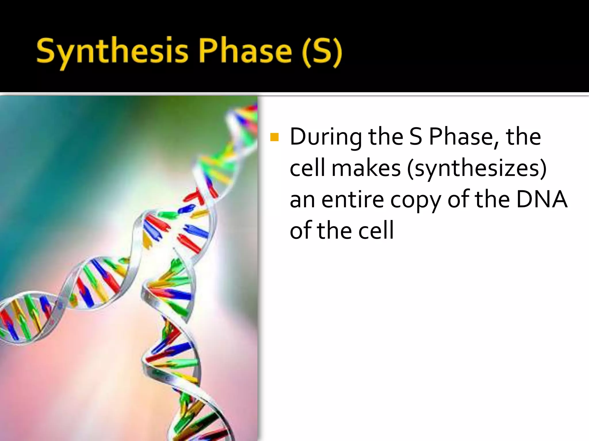 G2 Phase – Preparation for Mitosis