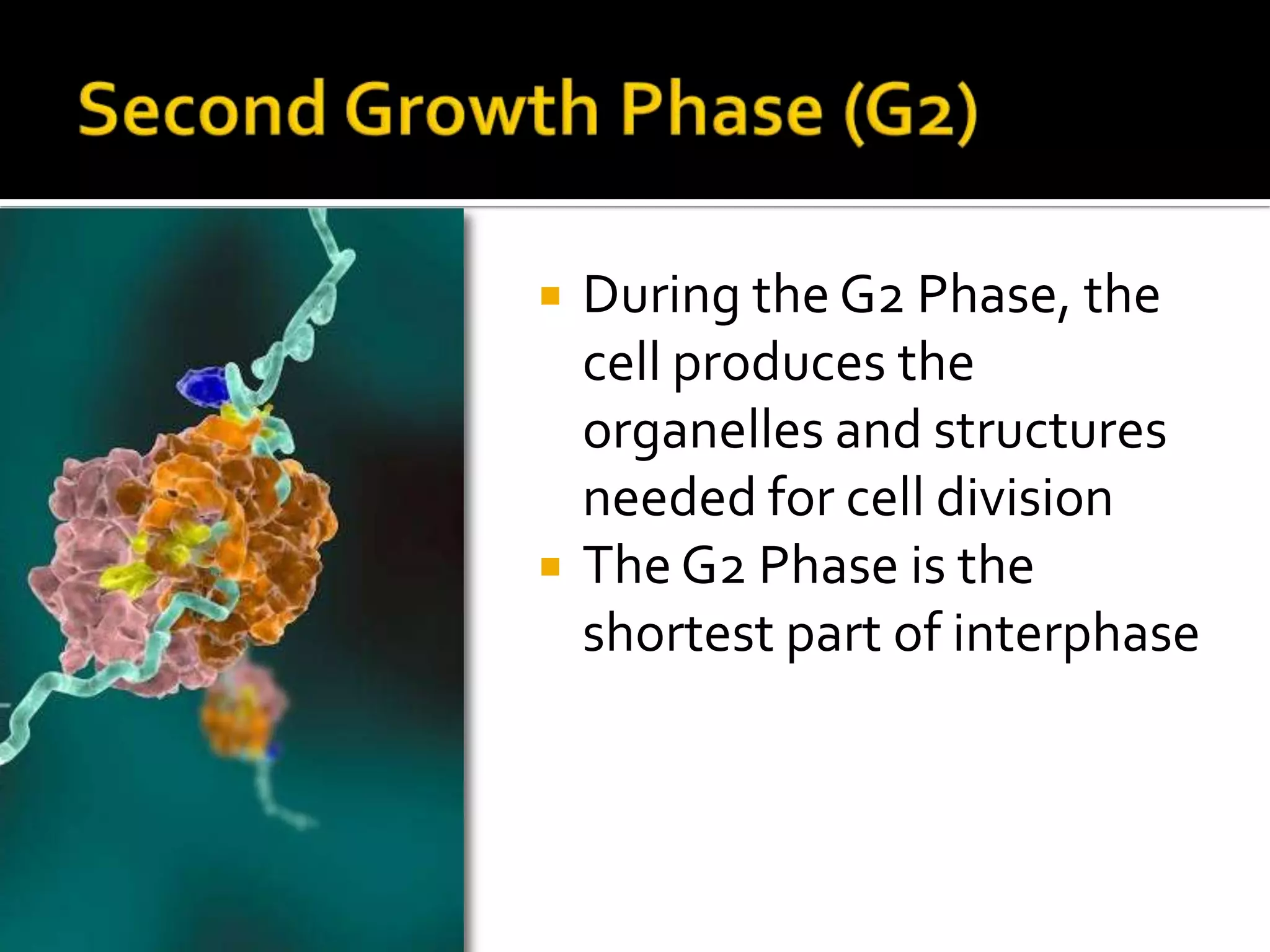 M Phase – MitosisInterphase