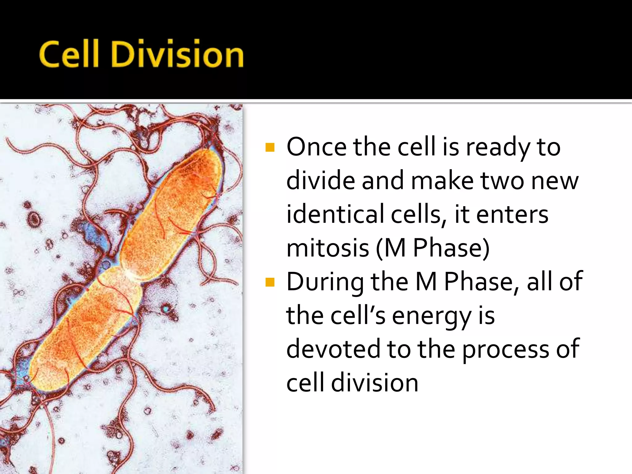 InterphaseDuring interphase, the cell takes in nutrients, grows and conducts other normal cell functions