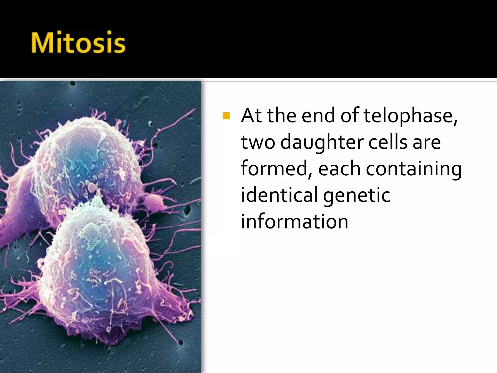 Synthesis Phase (S)During the S Phase, the cell makes (synthesizes) an entire copy of the DNA of the cell