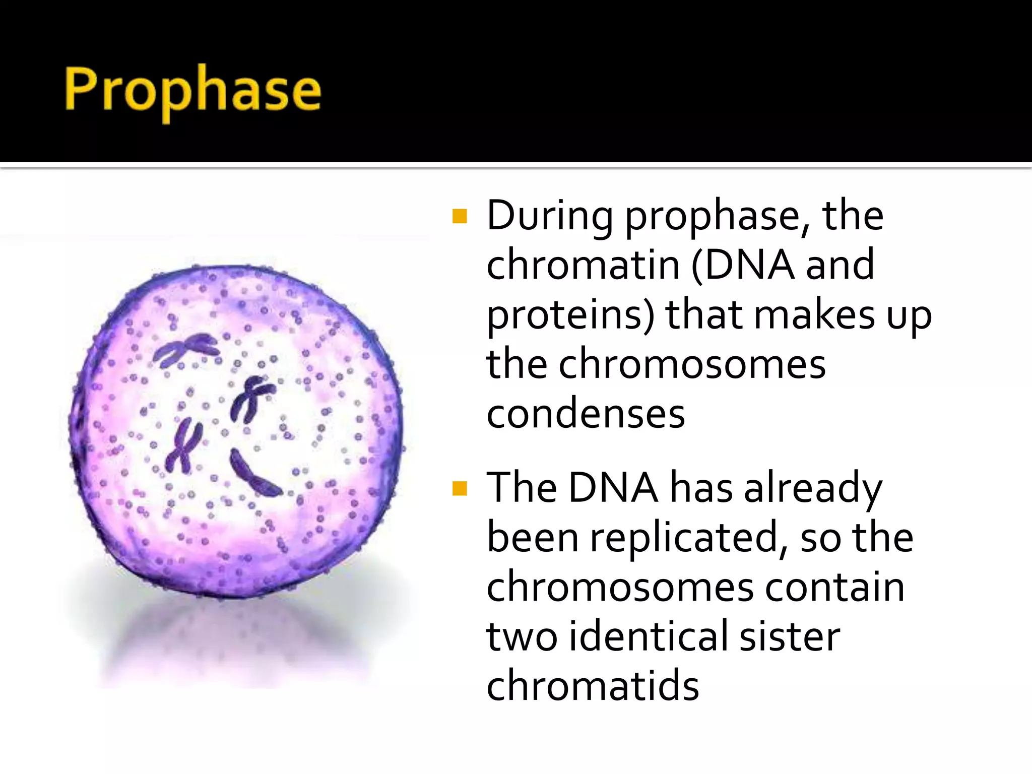 Second Growth Phase (G2)During the G2 Phase, the cell produces the organelles and structures needed for cell divisionThe G2 Phase is the shortest part of interphase
