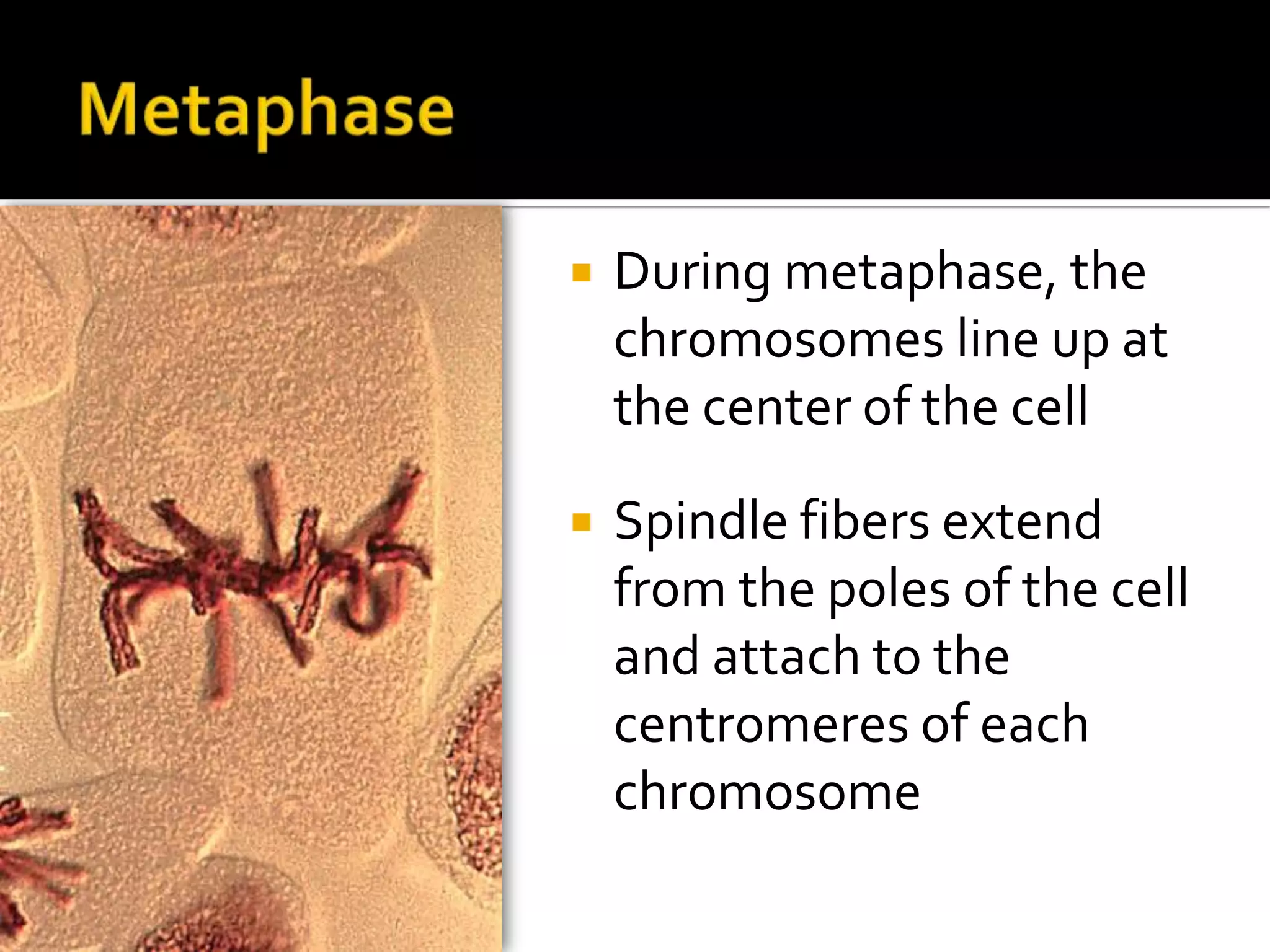 Cell DivisionOnce the cell is ready to divide and make two new identical cells, it enters mitosis (M Phase)During the M Phase, all of the cell’s energy is devoted to the process of cell division