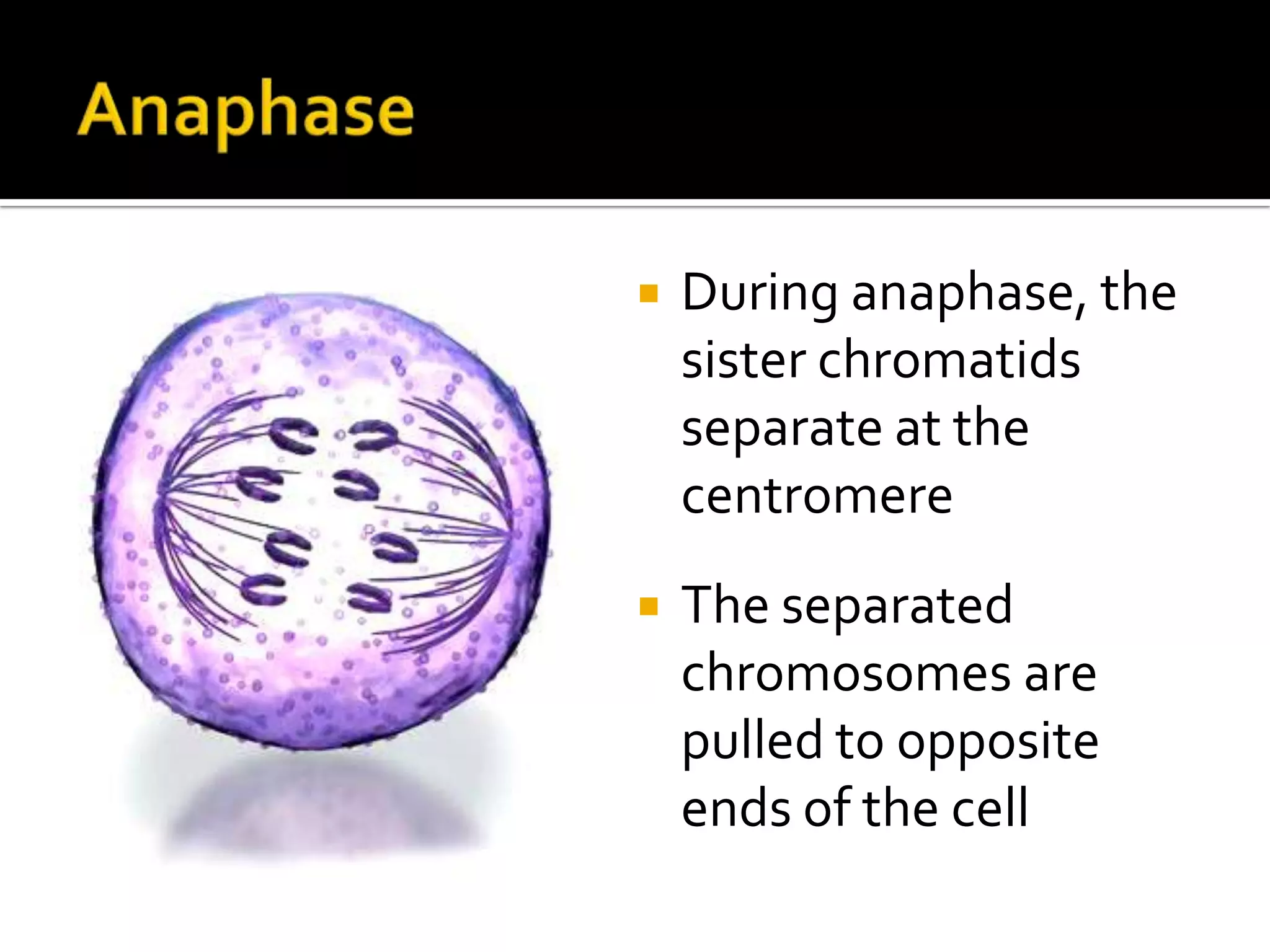 MitosisThere are four phases in mitosis:ProphaseMetaphaseAnaphaseTelophase(and Cytokinesis)