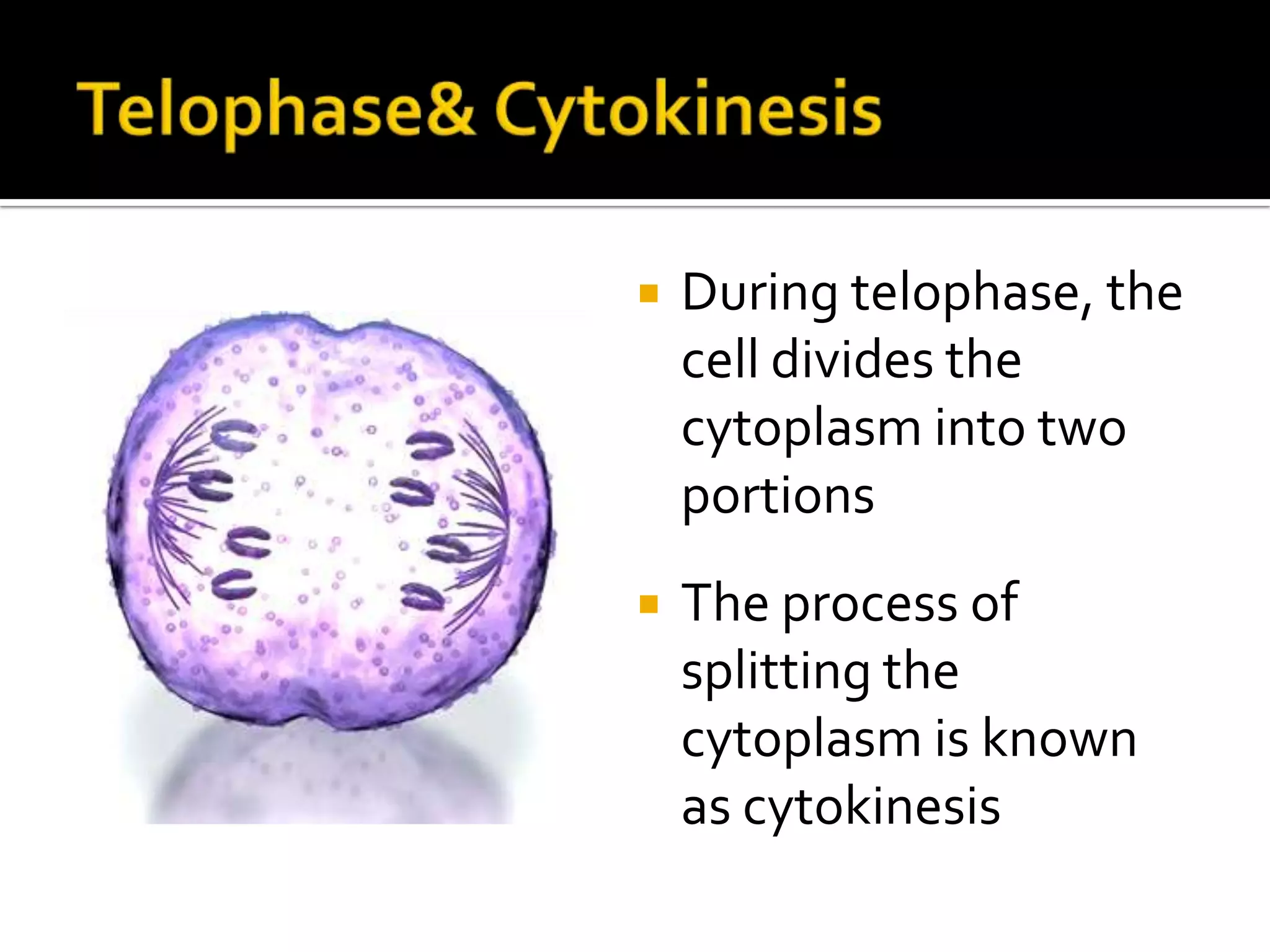 MitosisAt the end of telophase, two daughter cells are formed, each containing identical genetic information