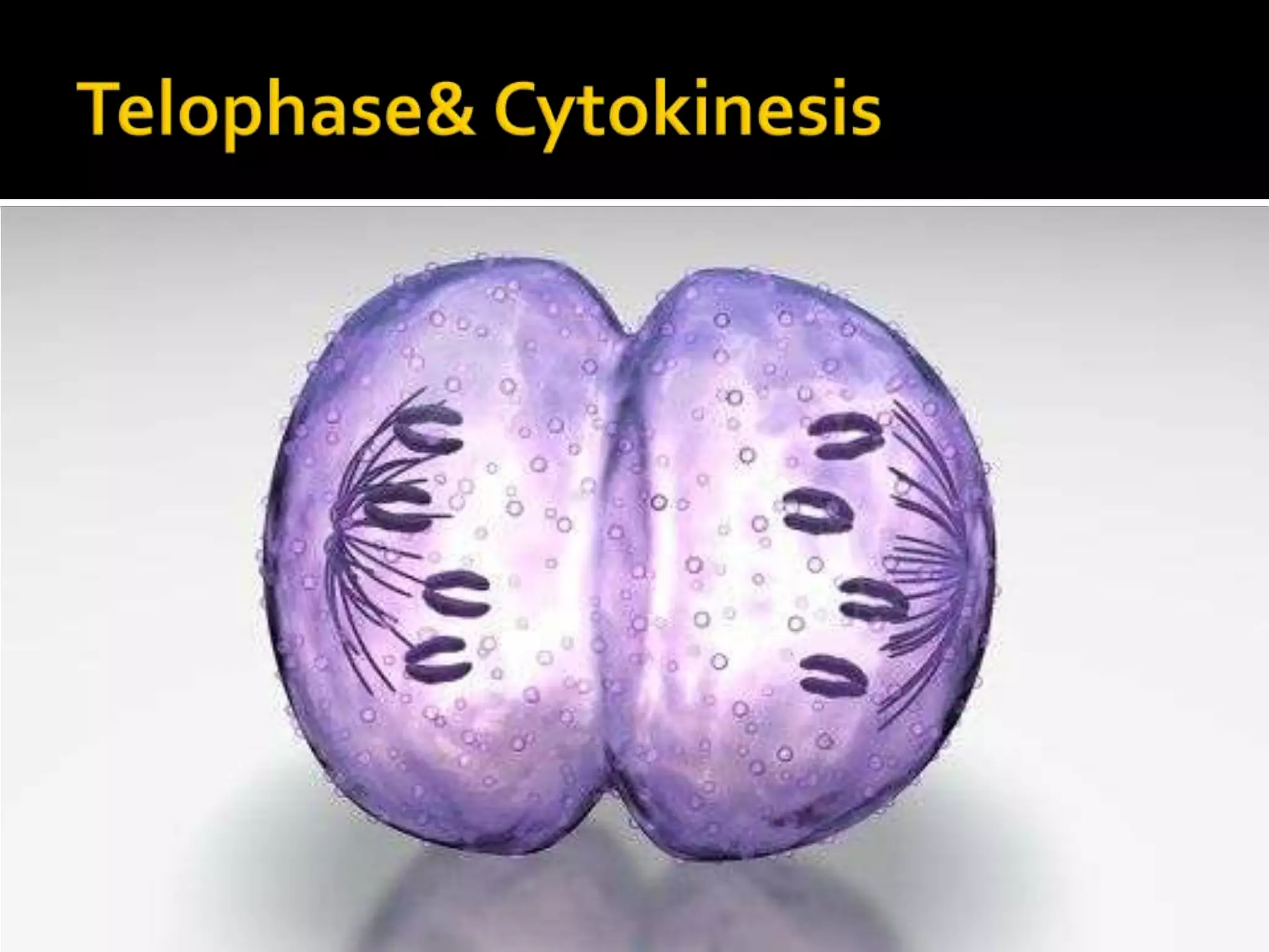 ProphaseDuring prophase, the chromatin (DNA and proteins) that makes up the chromosomes condensesThe DNA has already been replicated, so the chromosomes contain two identical sister chromatids