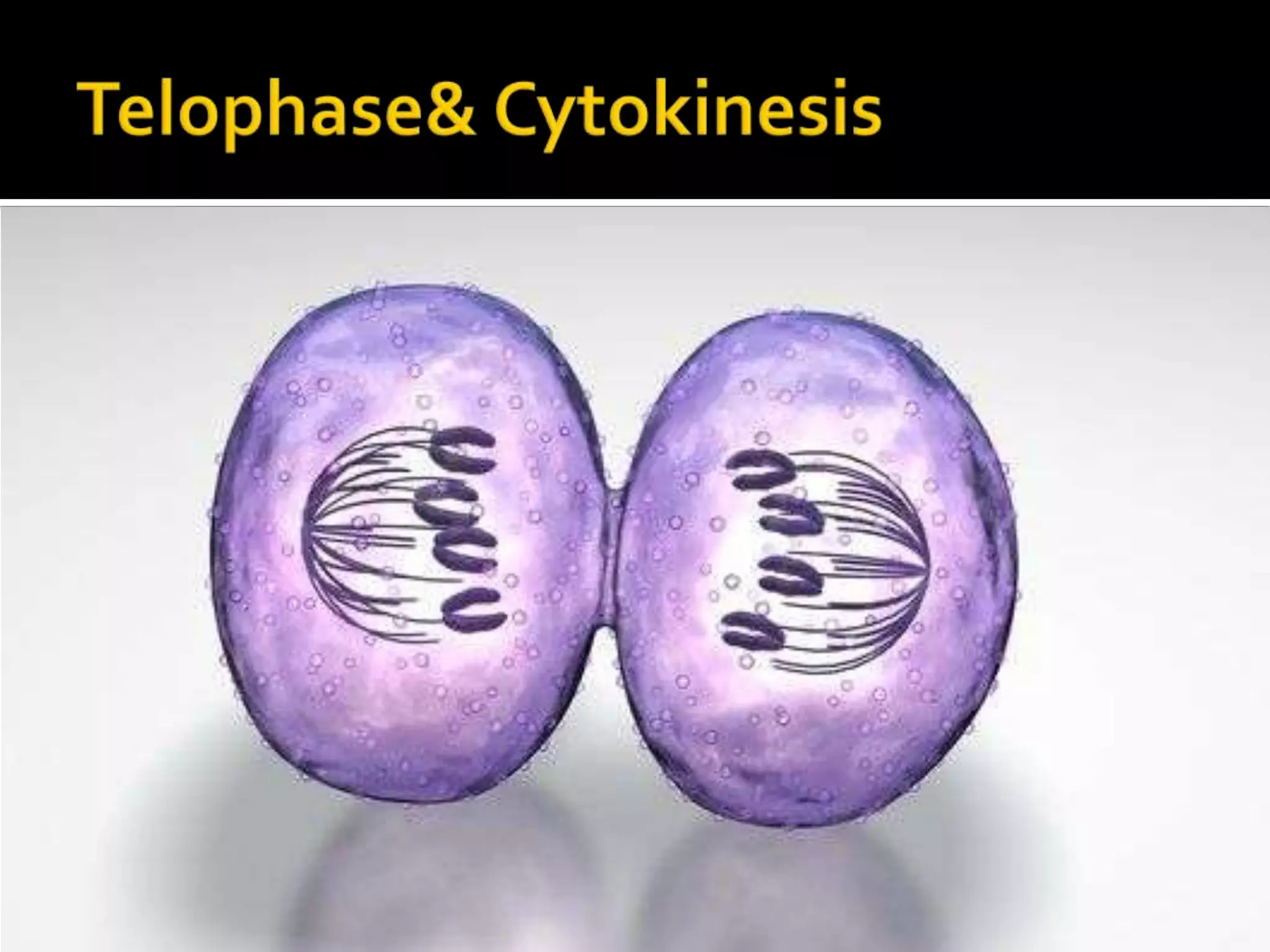 MetaphaseDuring metaphase, the chromosomes line up at the center of the cellSpindle fibers extend from the poles of the cell and attach to the centromeres of each chromosome
