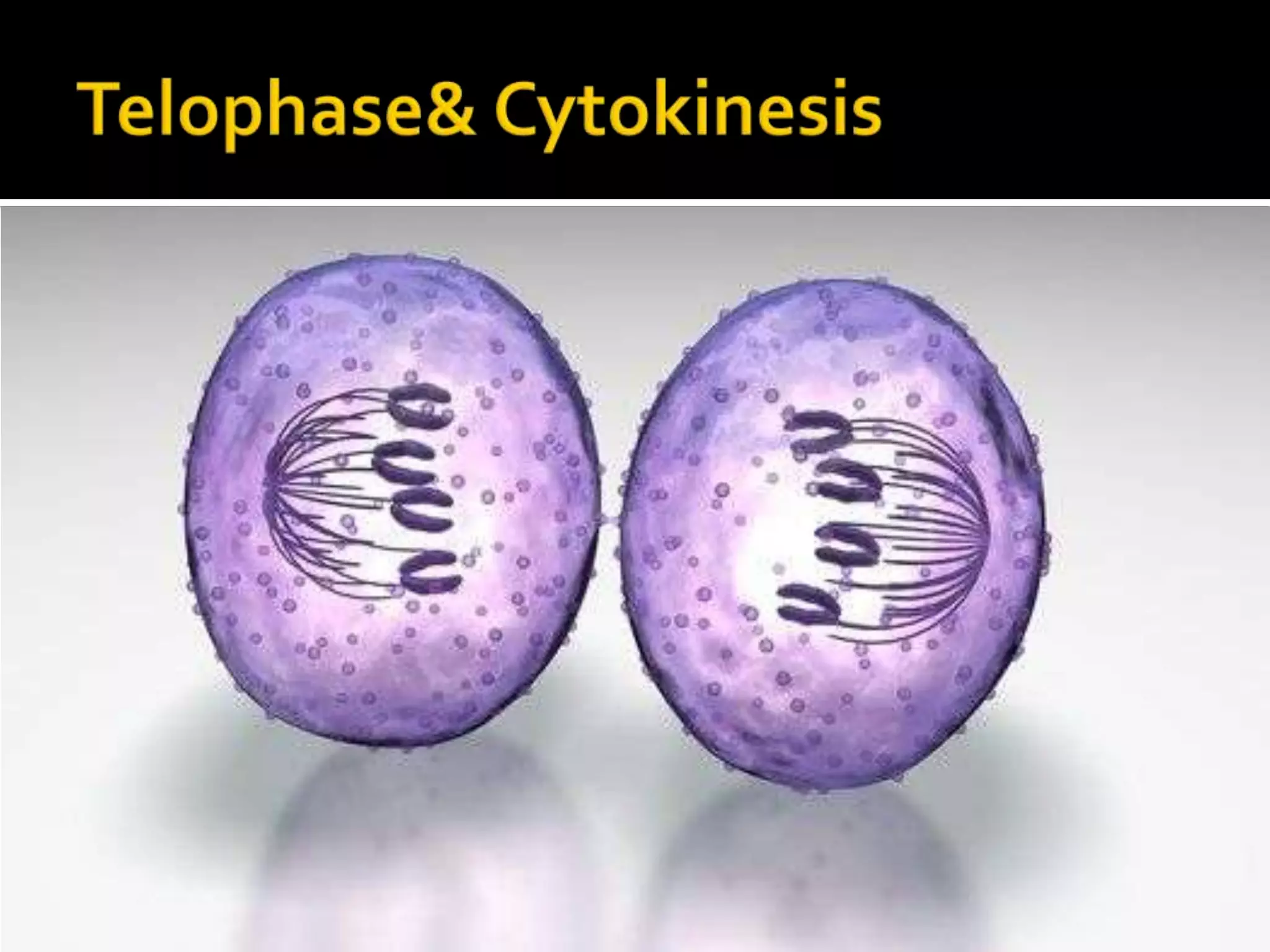 AnaphaseDuring anaphase, the sister chromatids separate at the centromereThe separated chromosomes are pulled to opposite ends of the cell