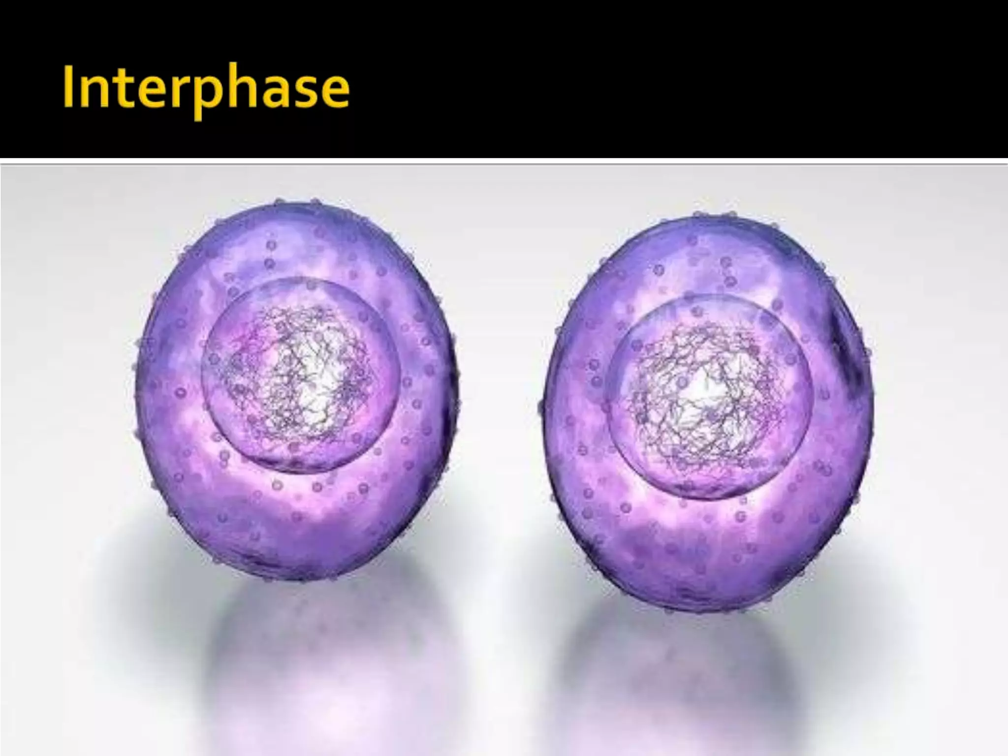 Telophase & CytokinesisDuring telophase, the cell divides the cytoplasm into two portionsThe process of splitting the cytoplasm is known as cytokinesis