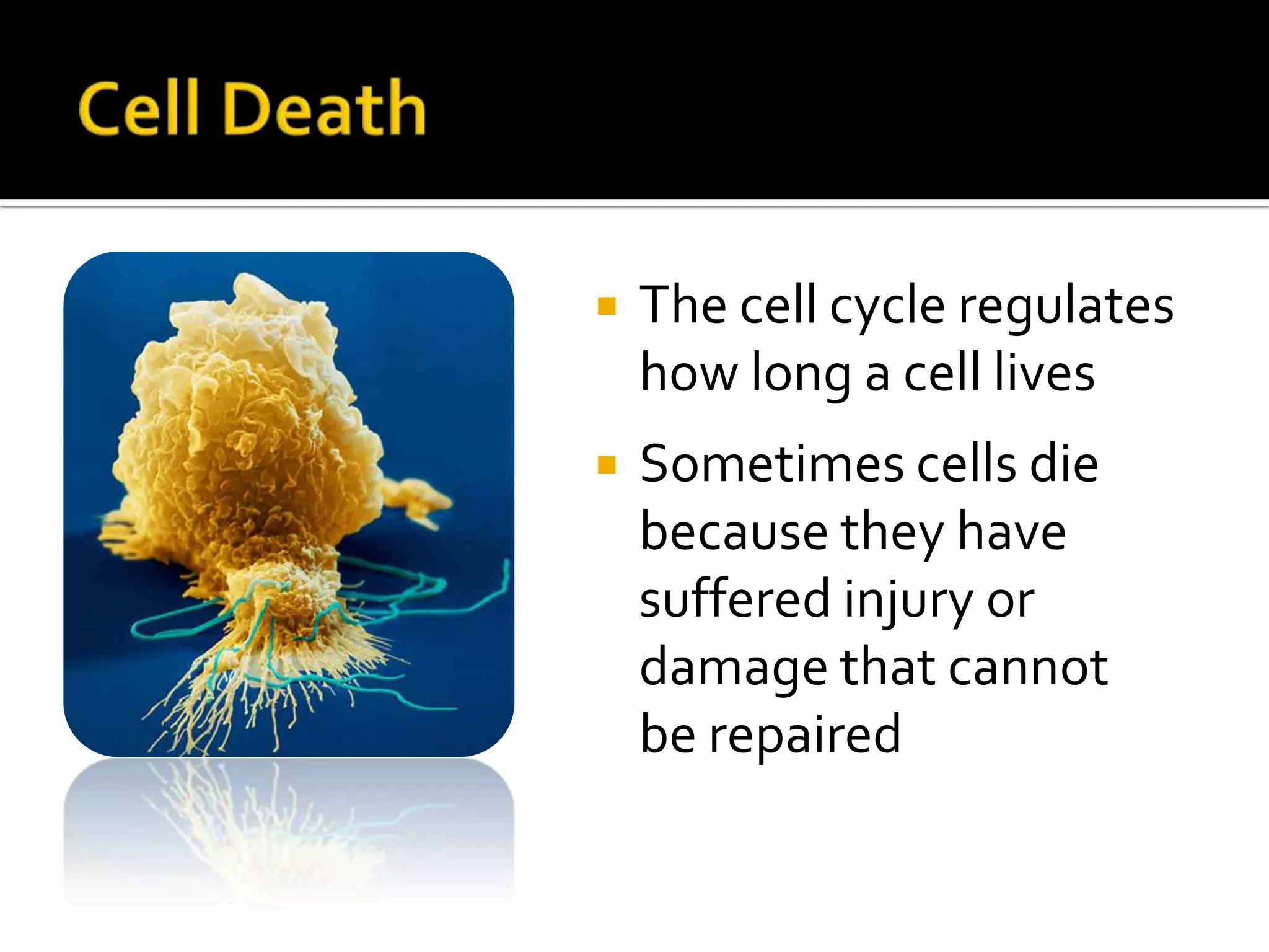 Telophase & Cytokinesis