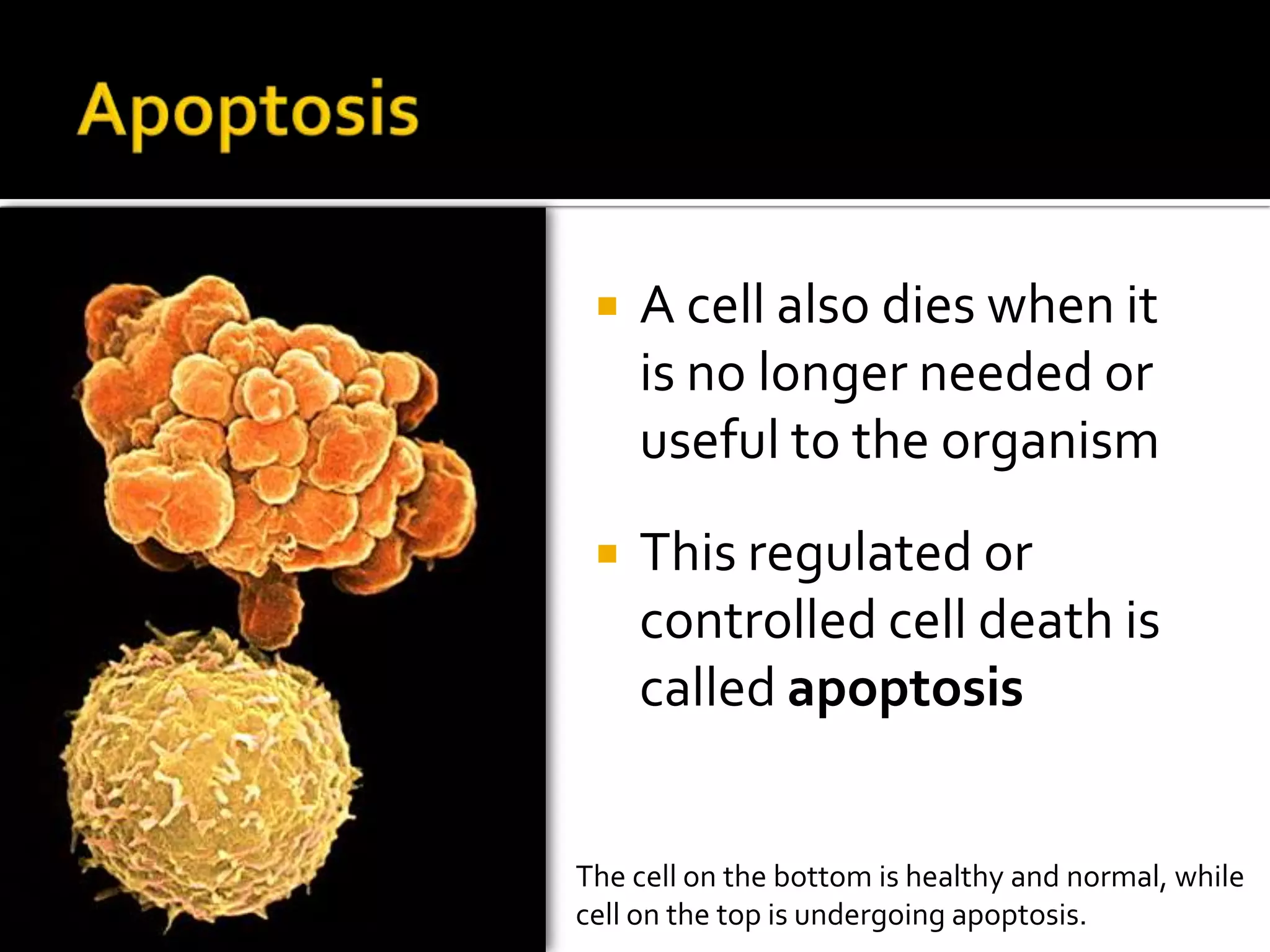 Telophase & Cytokinesis