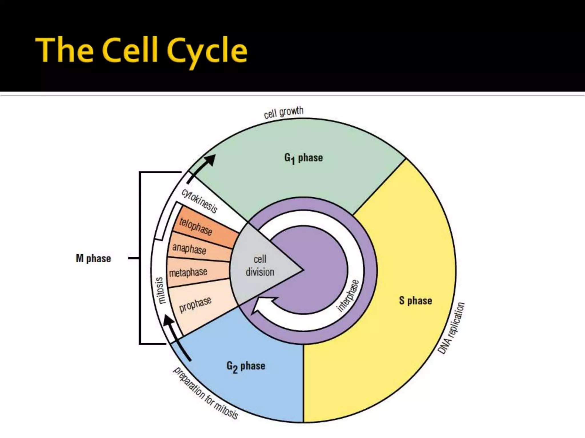 The Cell Cycle