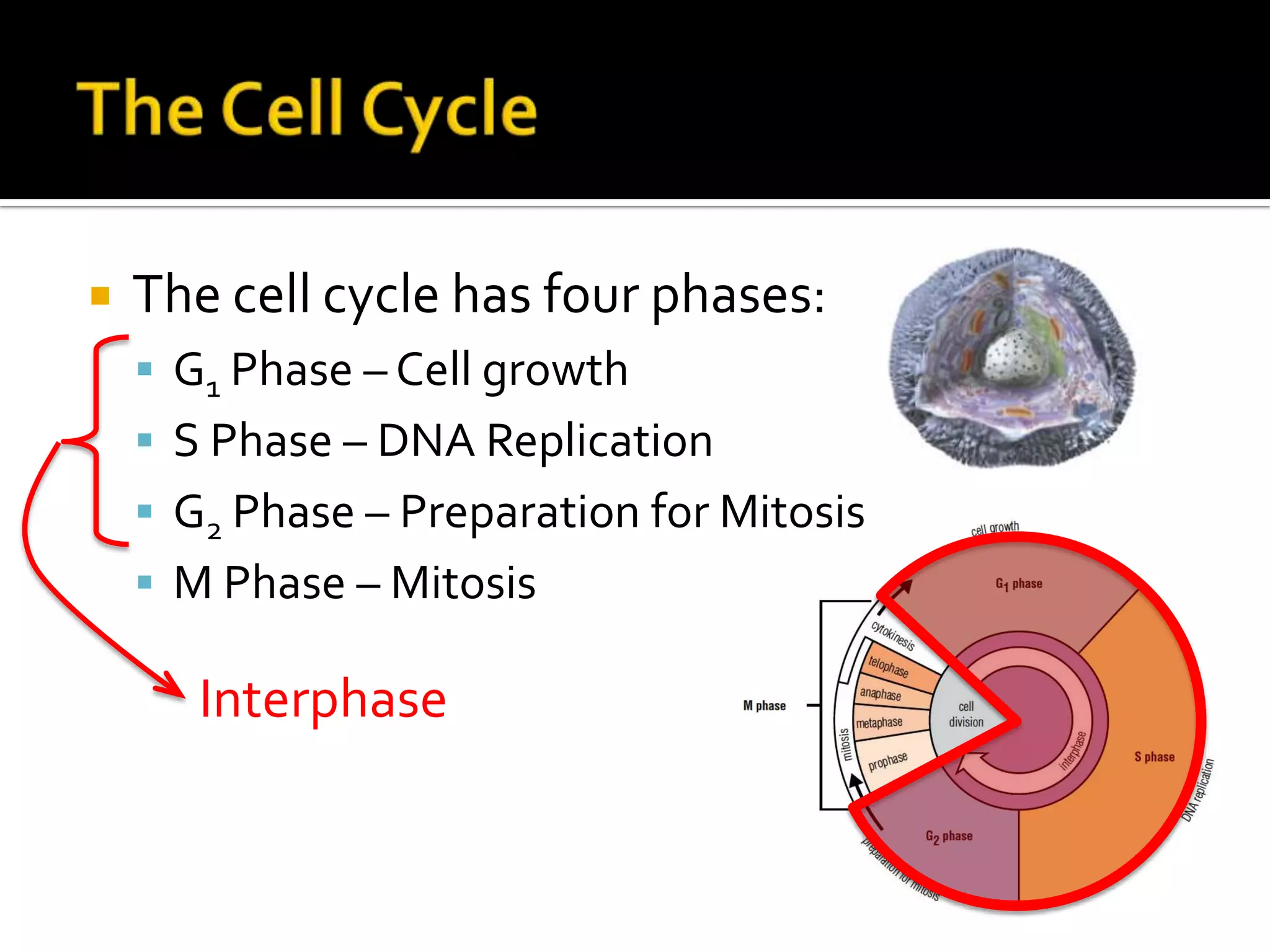 The Cell CycleThe cell cycle has four phases:G1 Phase – Cell growthS Phase – DNA ReplicationG2 Phase – Preparation for MitosisM Phase – MitosisInterphase