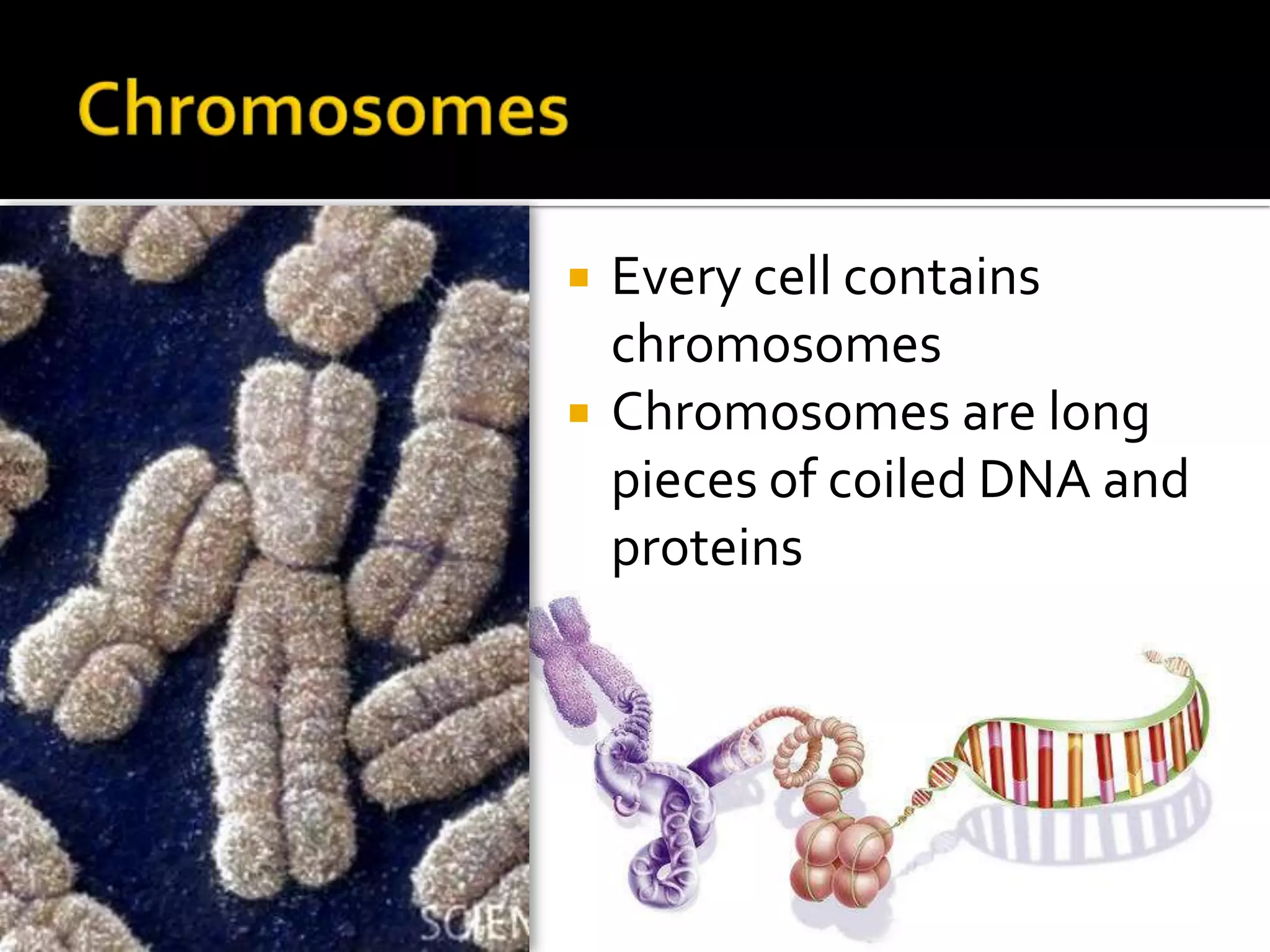 ChromosomesEvery cell contains chromosomesChromosomes are long pieces of coiled DNA and proteins