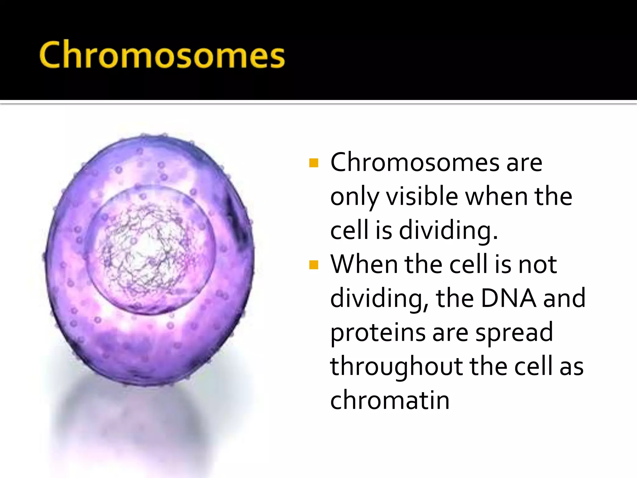ChromosomesChromosomes are only visible when the cell is dividing.When the cell is not dividing, the DNA and proteins are spread throughout the cell as chromatin