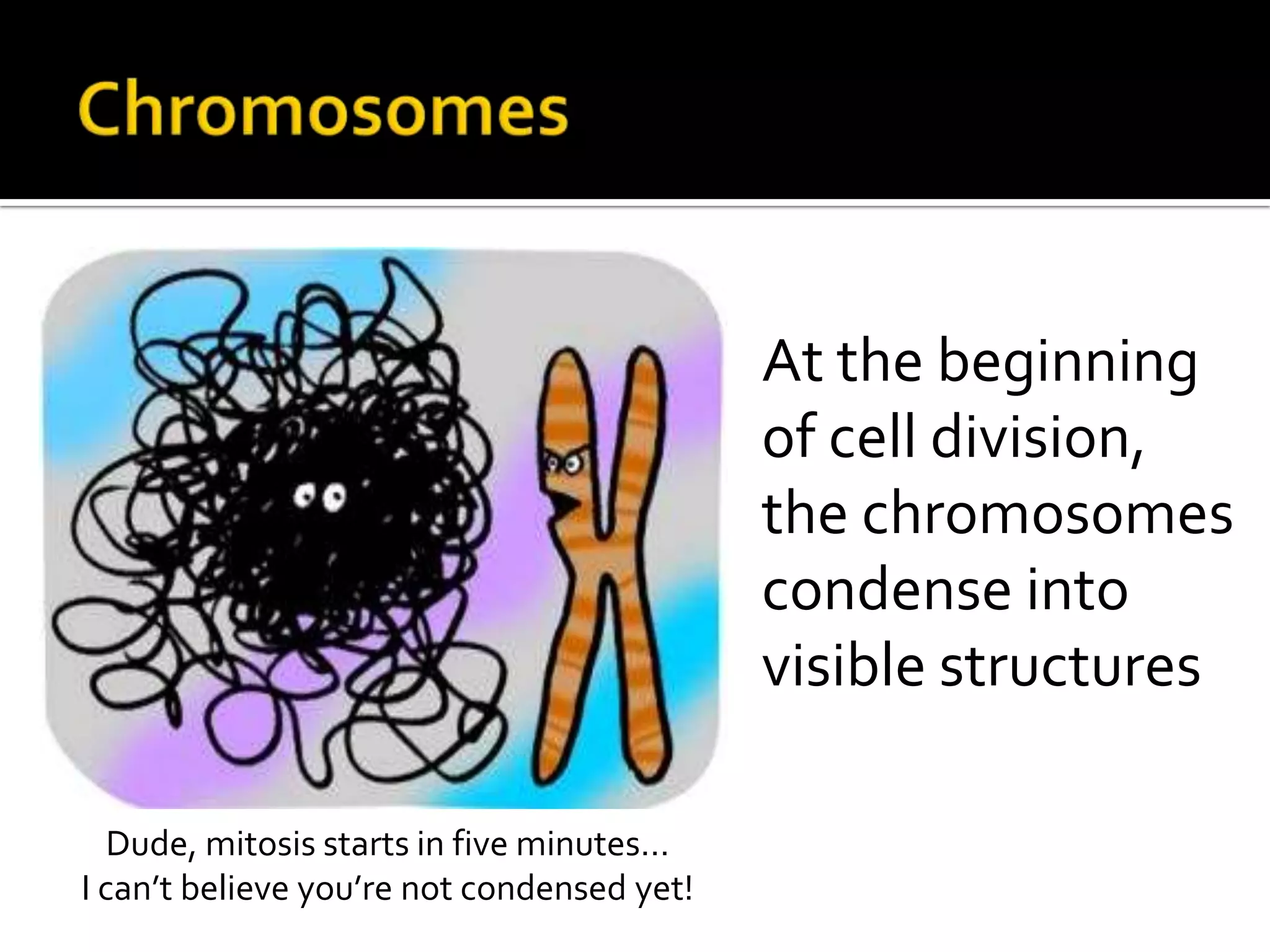 ChromosomesAt the beginning of cell division, the chromosomes condense into visible structuresDude, mitosis starts in five minutes… I can’t believe you’re not condensed yet!