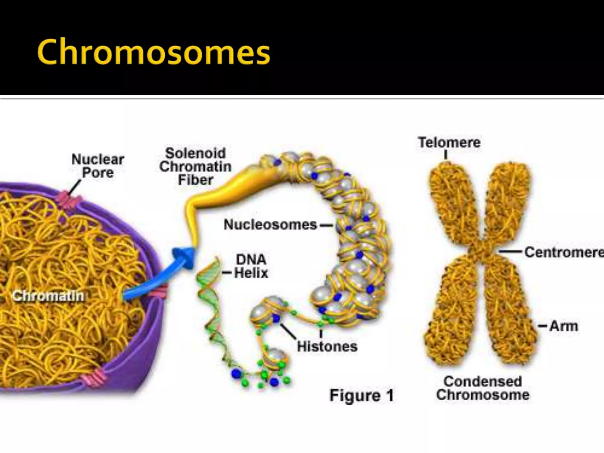 Chromosomes