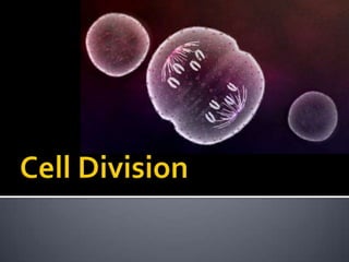 Cell Division 
