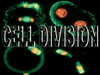 CELL DIVISION CELL DIVISION 