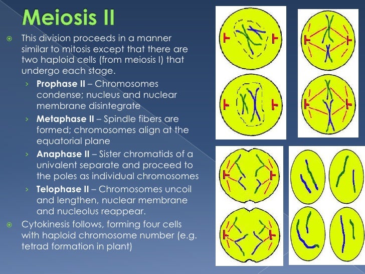 BIOLOGICAL SCIENCE~cell division