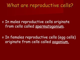 What are reproductive cells?


o   In males reproductive cells originate
    from cells called spermatogonium.

o   In females reproductive cells (egg cells)
    originate from cells called oogonium.
 