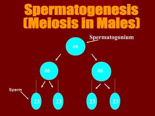 Spermatogonium
                       46




             46                  46


Sperm


        23        23        23        23
 