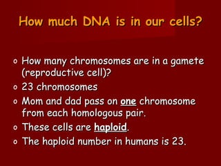 How much DNA is in our cells?


o   How many chromosomes are in a gamete
    (reproductive cell)?
o   23 chromosomes
o   Mom and dad pass on one chromosome
    from each homologous pair.
o   These cells are haploid.
o   The haploid number in humans is 23.
 