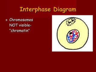Interphase DiagramInterphase Diagram
o ChromosomesChromosomes
NOT visible-NOT visible-
““chromatin”chromatin”
 