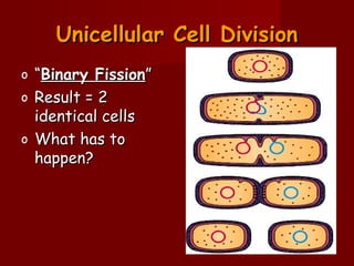 Unicellular Cell DivisionUnicellular Cell Division
o ““Binary FissionBinary Fission””
o Result = 2Result = 2
identical cellsidentical cells
o What has toWhat has to
happen?happen?
 