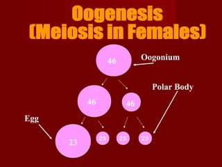 23 23 23
46
46 46
23
Oogonium
Polar Body
Egg
 