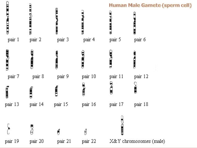 sperm-cell-division