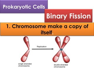 Prokaryotic Cells
Binary Fission
1. Chromosome make a copy of
itself.
 