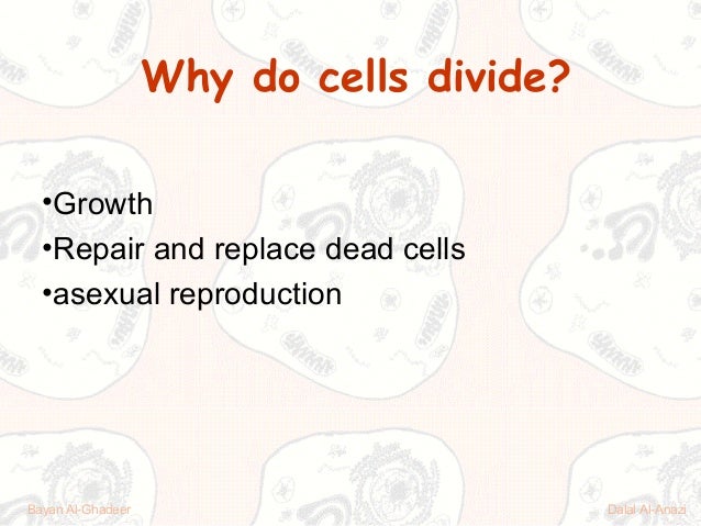 cell division why do cells divide