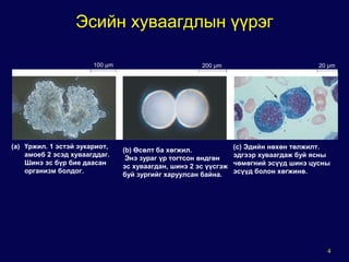 General mechanism of eukaryotic cell cycle | PPT