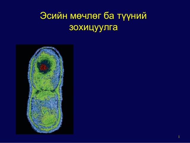 General mechanism of eukaryotic cell cycle