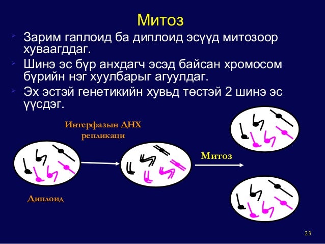 General mechanism of eukaryotic cell cycle