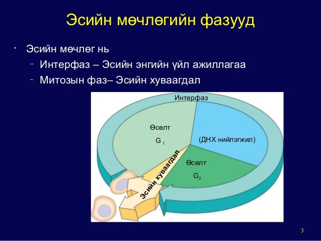 General mechanism of eukaryotic cell cycle
