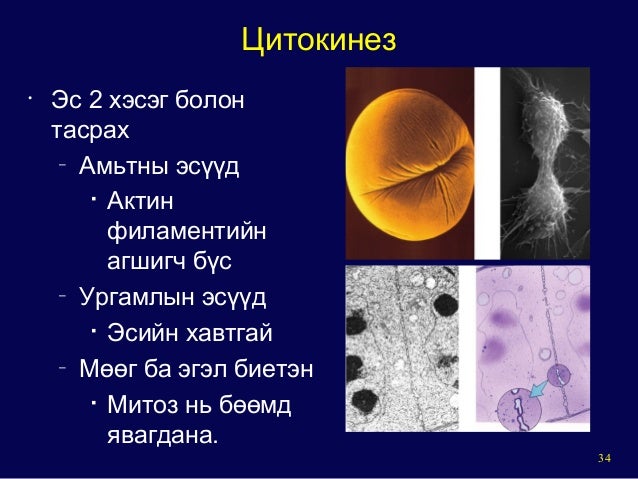 General mechanism of eukaryotic cell cycle