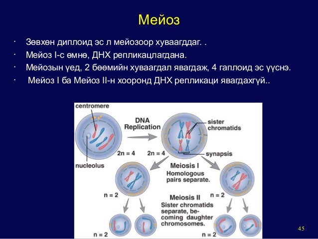 General mechanism of eukaryotic cell cycle