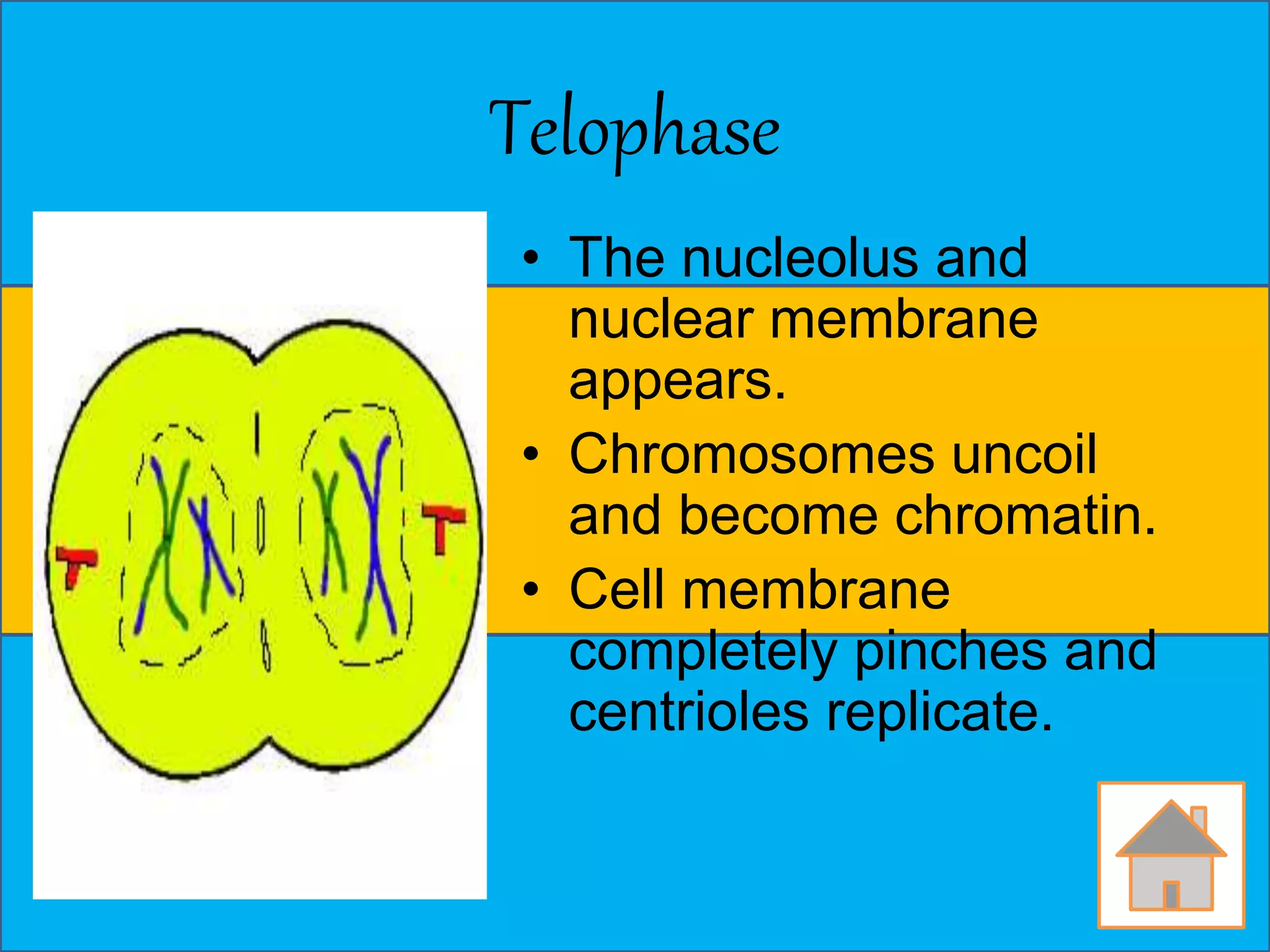 Telophase 
• The nucleolus and 
nuclear membrane 
appears. 
• Chromosomes uncoil 
and become chromatin. 
• Cell membrane 
completely pinches and 
centrioles replicate. 
 